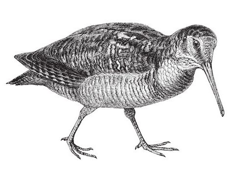 Woodcockery
